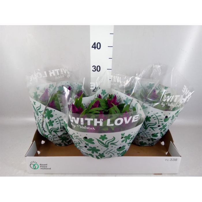 <h4>Celosia spic. 'Intenz'</h4>