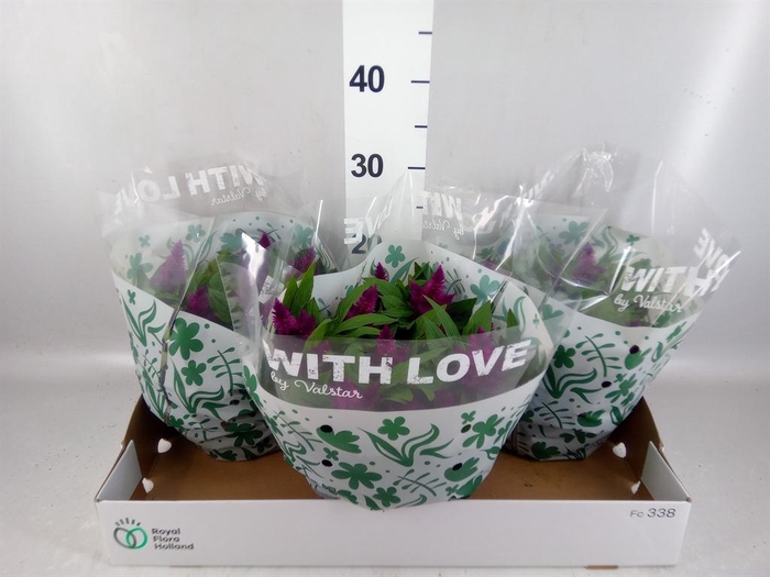 Celosia spic. 'Intenz'
