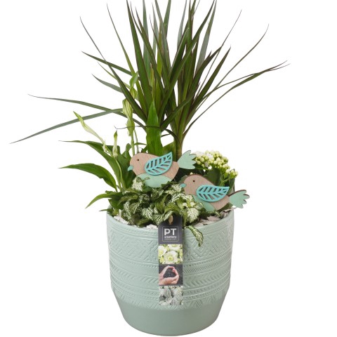 <h4>PTIB7441 Arrangementen kamerplanten</h4>