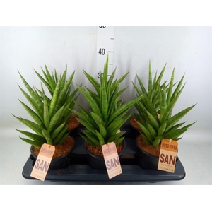 Sansevieria cyl.  ...