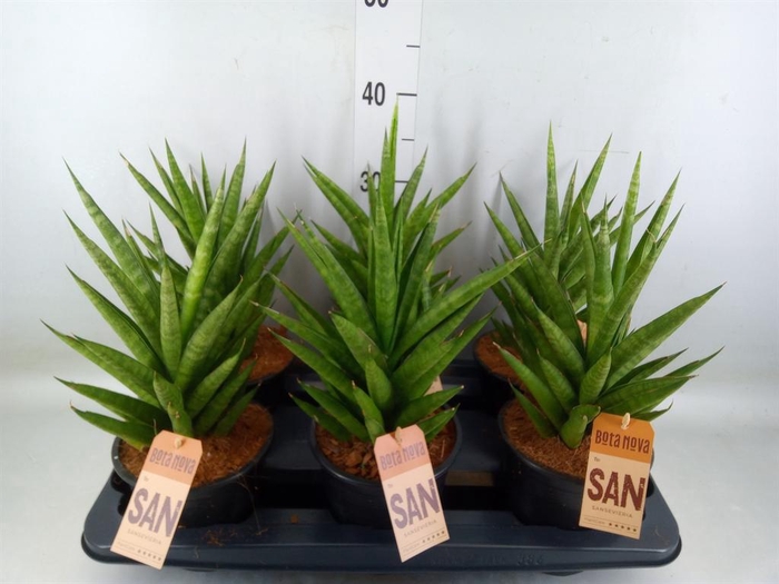 <h4>Sansevieria cyl.  ...</h4>
