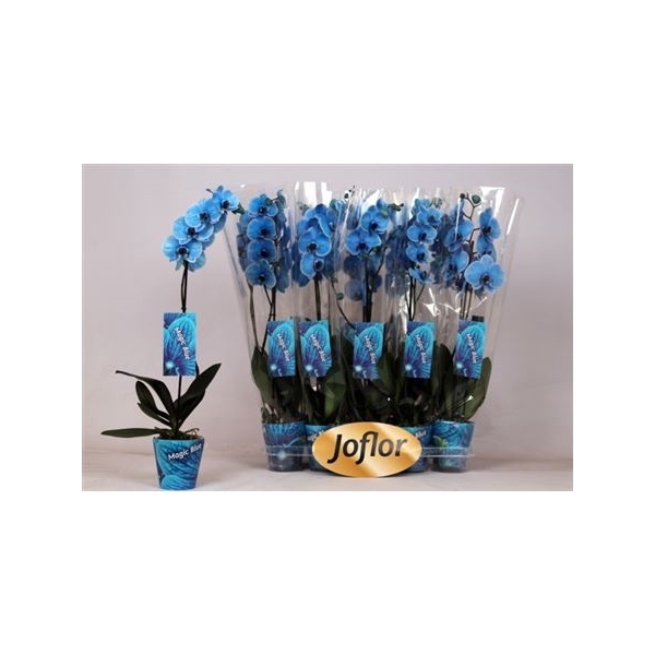 <h4>Phal Blue 1 Branche 8+</h4>