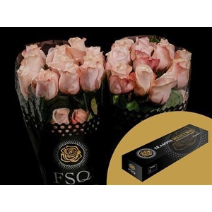 R Gr Pomarosa Box
