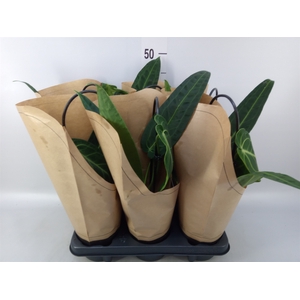 Anthurium   ...