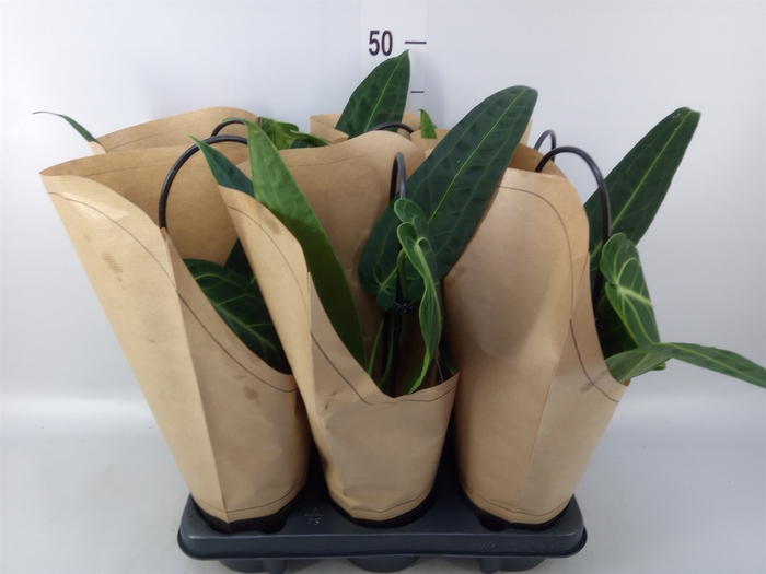 <h4>Anthurium   ...</h4>