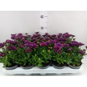 Osteospermum  'FlowPow Dbl Purple'