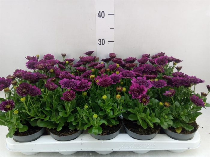 <h4>Osteospermum 'FlowPow Dbl Purple'</h4>