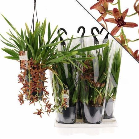 <h4>Cymb Indian Summer 3 Branche Hangpot</h4>