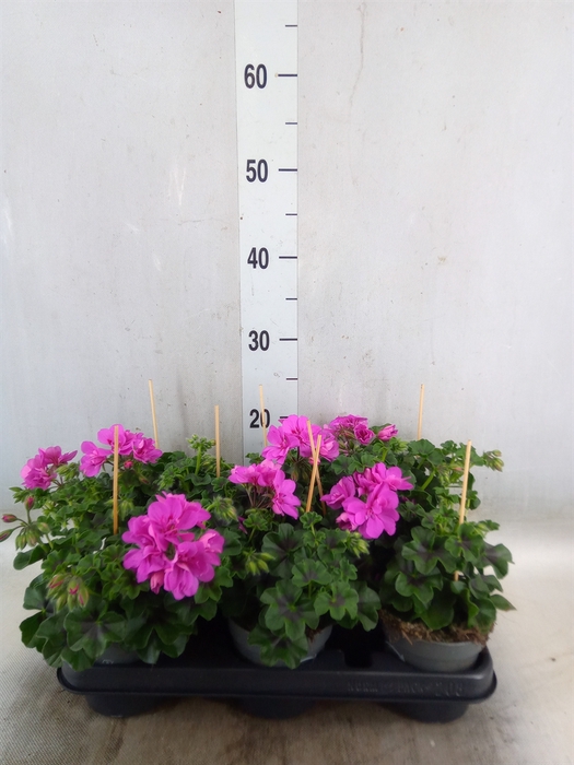 <h4>Pelargonium pelt.   ...</h4>
