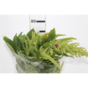 AMARANTHUS VERDE