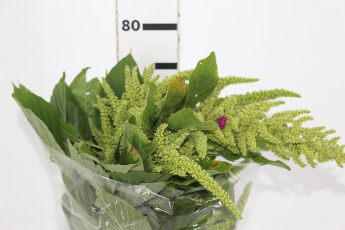 <h4>AMARANTHUS VERDE</h4>