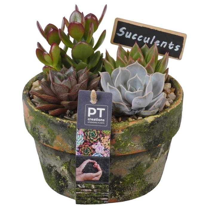 <h4>PTSU8431 Arrangement Succulenten in terracotta schaal</h4>