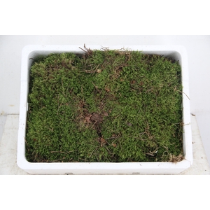 PLAT MOSS