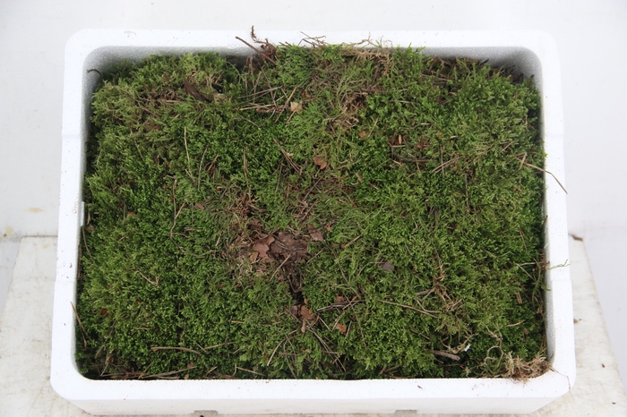 <h4>PLAT MOSS</h4>