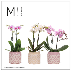 Phalaenopsis Multi Mix 2 spike – 12cm in Lio | Mimesis