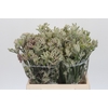 Anigozanthos Cape Gray Moss