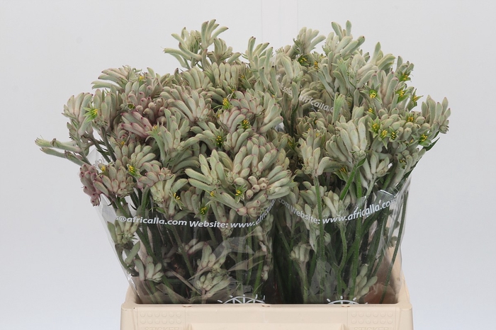 <h4>Anigozanthos Cape Gray Moss</h4>