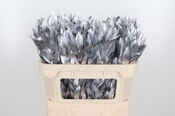 <h4>Leucod Kl Bh Zilver</h4>