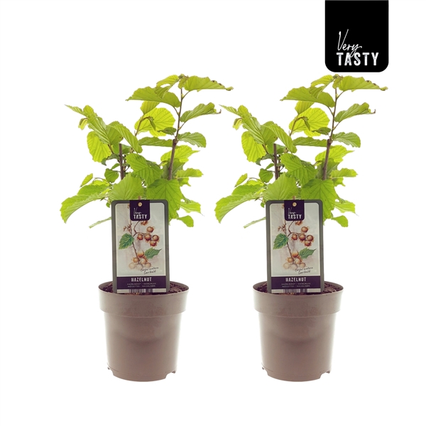 <h4>Corylus Garibaldi</h4>