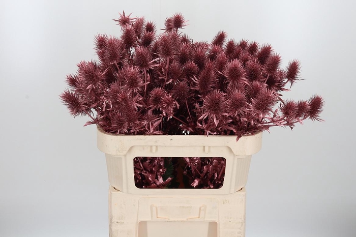 <h4>Eryn Supernova Kl Bh Rose Goud</h4>
