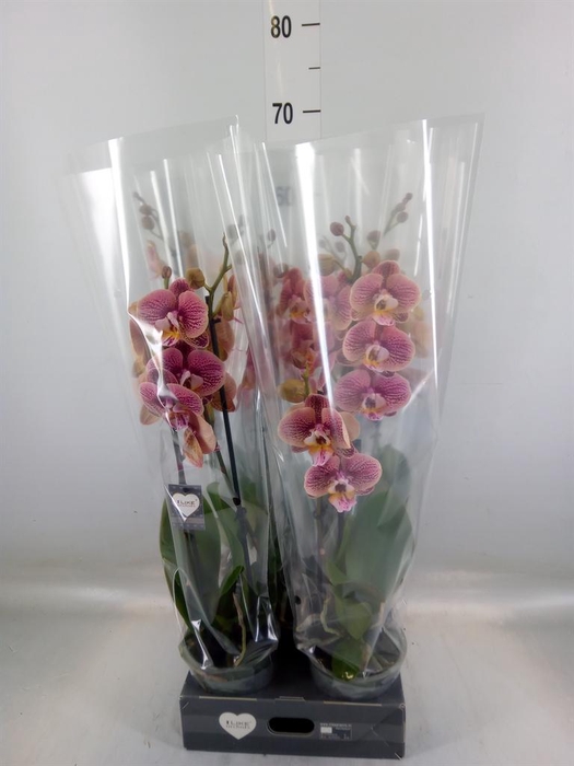 <h4>Phalaenopsis   ...rose</h4>