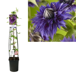 Clematis 'Multi Blue' +light label
