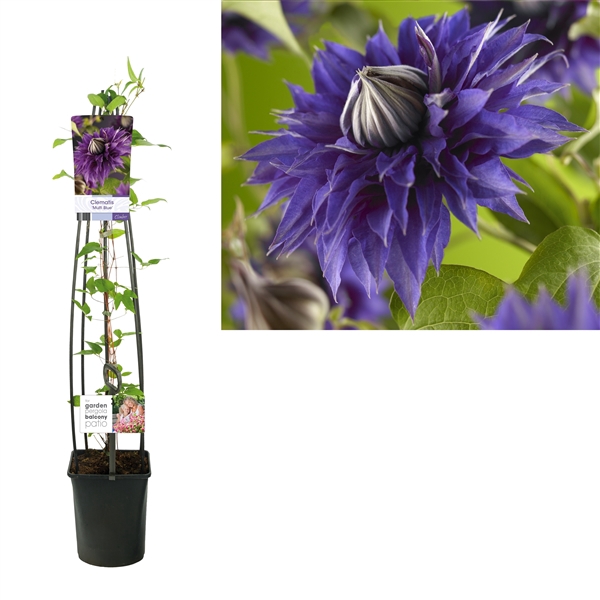 <h4>Clematis 'Multi Blue' +light label</h4>
