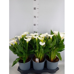 Zantedeschia  'Captain Fresco'