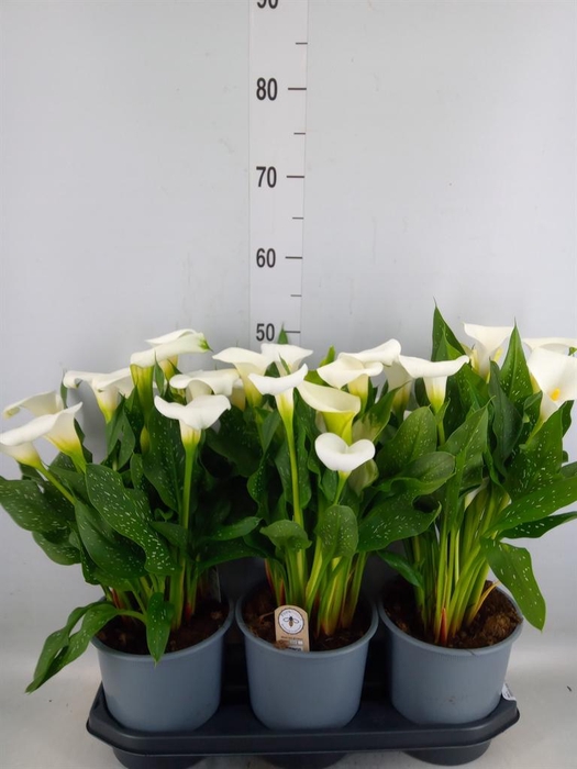 <h4>Zantedeschia  'Captain Fresco'</h4>