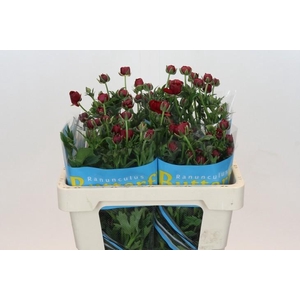 Ranunculus Butterfly Hades