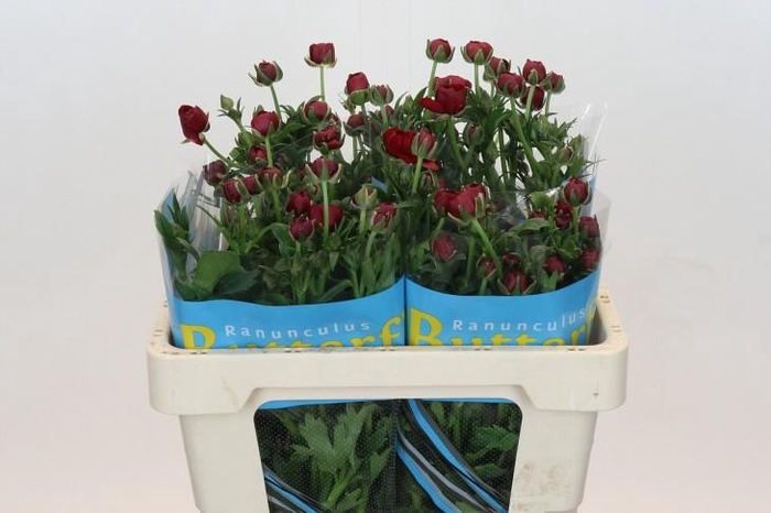 <h4>Ranunculus Butterfly Hades</h4>