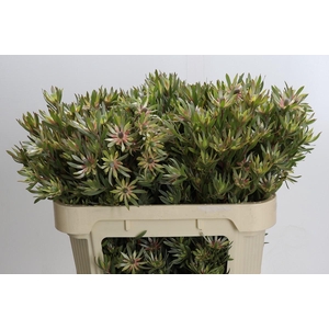 Leucadendron Ayoba Star Pearl