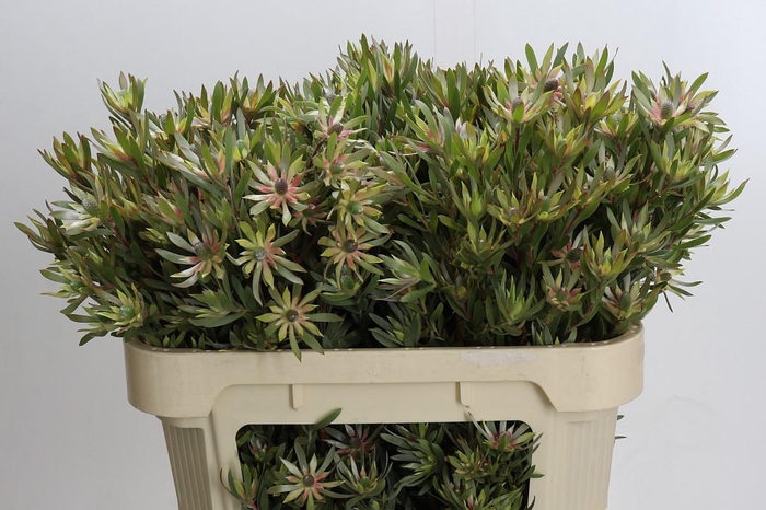 <h4>Leucadendron Ayoba Star Pearl</h4>
