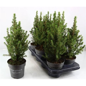 Picea Gl Perfecta