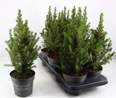 <h4>Picea Gl Perfecta</h4>