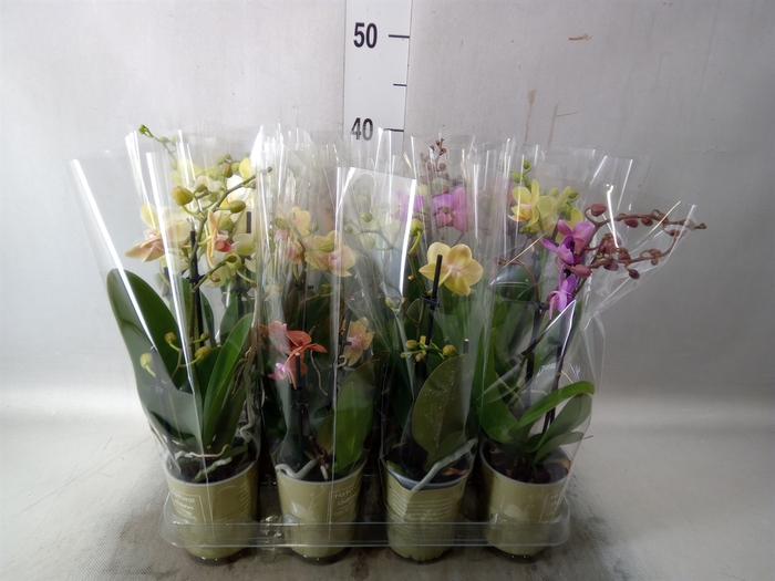 <h4>Phalaenopsis   ...mix</h4>