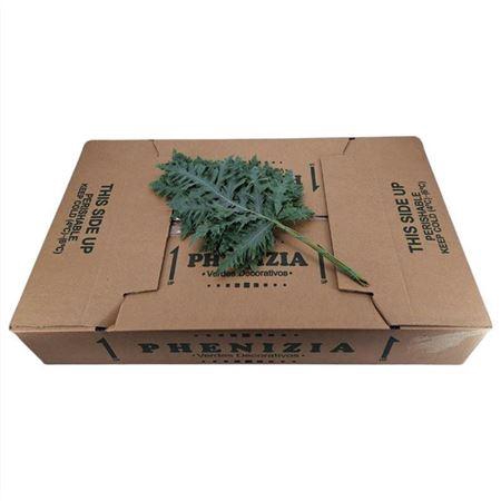 <h4>RUCULA FERN</h4>