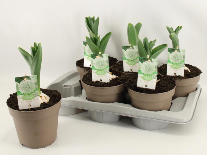 <h4>ALLI ST WHITE GIANT</h4>