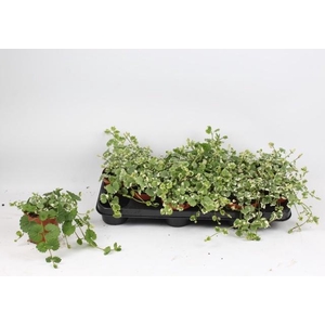 GLEC HE VARIEGATA