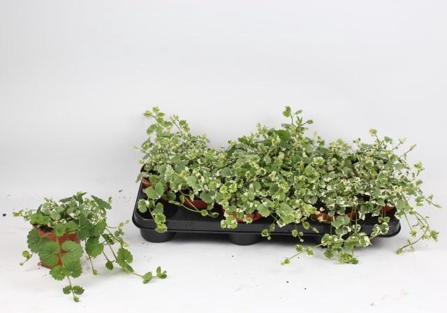 <h4>GLEC HE VARIEGATA</h4>