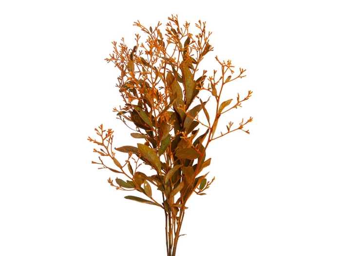 DEDO DE ANJO LARANJA