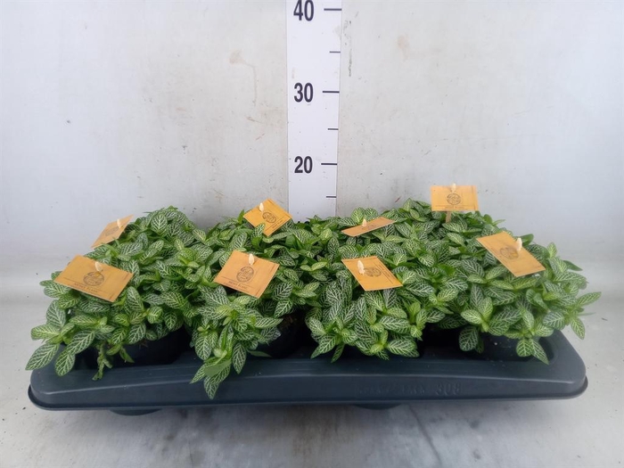 <h4>Fittonia verschaf.</h4>