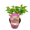 Buddleja Butterfly Candy Gemengd