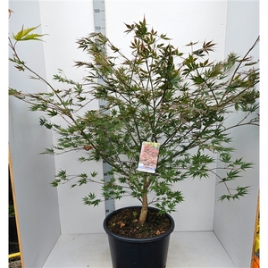 Acer palmatum 'Chitoseyama'