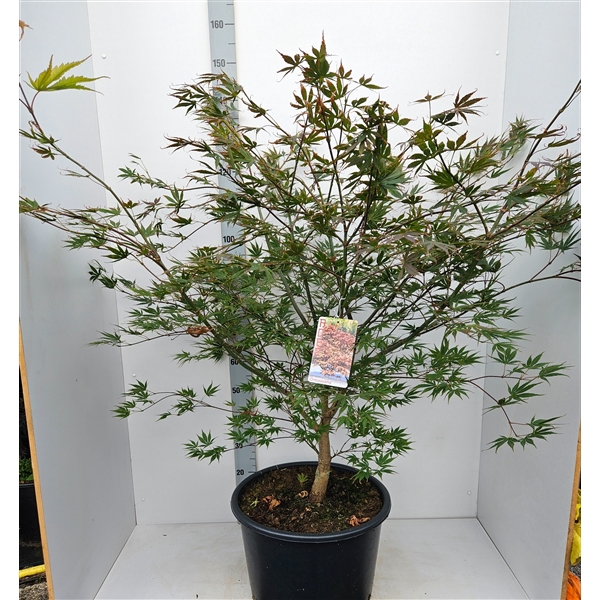 <h4>Acer palmatum 'Chitoseyama'</h4>