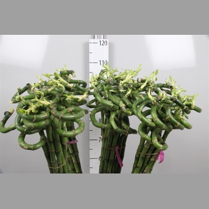 Drac Lucky Bamboo 100cm