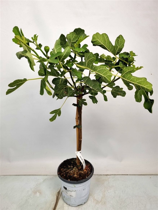 <h4>Ficus Carica Bornholm Stam</h4>