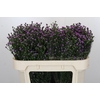 Aster Baby Pink