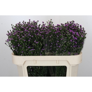 Aster Baby Pink