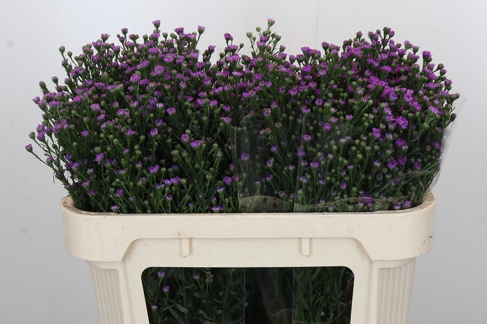 <h4>Aster Baby Pink</h4>